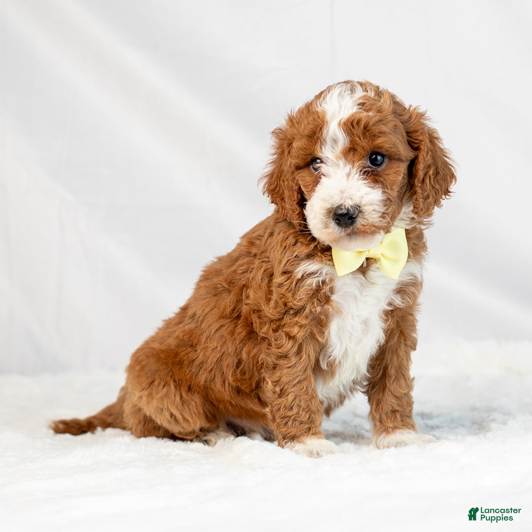 Mini Goldendoodle dogs for sale: Lewis - Ad 3