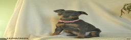 Miniature Pinscher dogs for sale: Lilac  - Ad 2