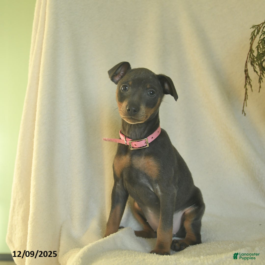 Miniature Pinscher dogs for sale: Lilac  - Ad 2