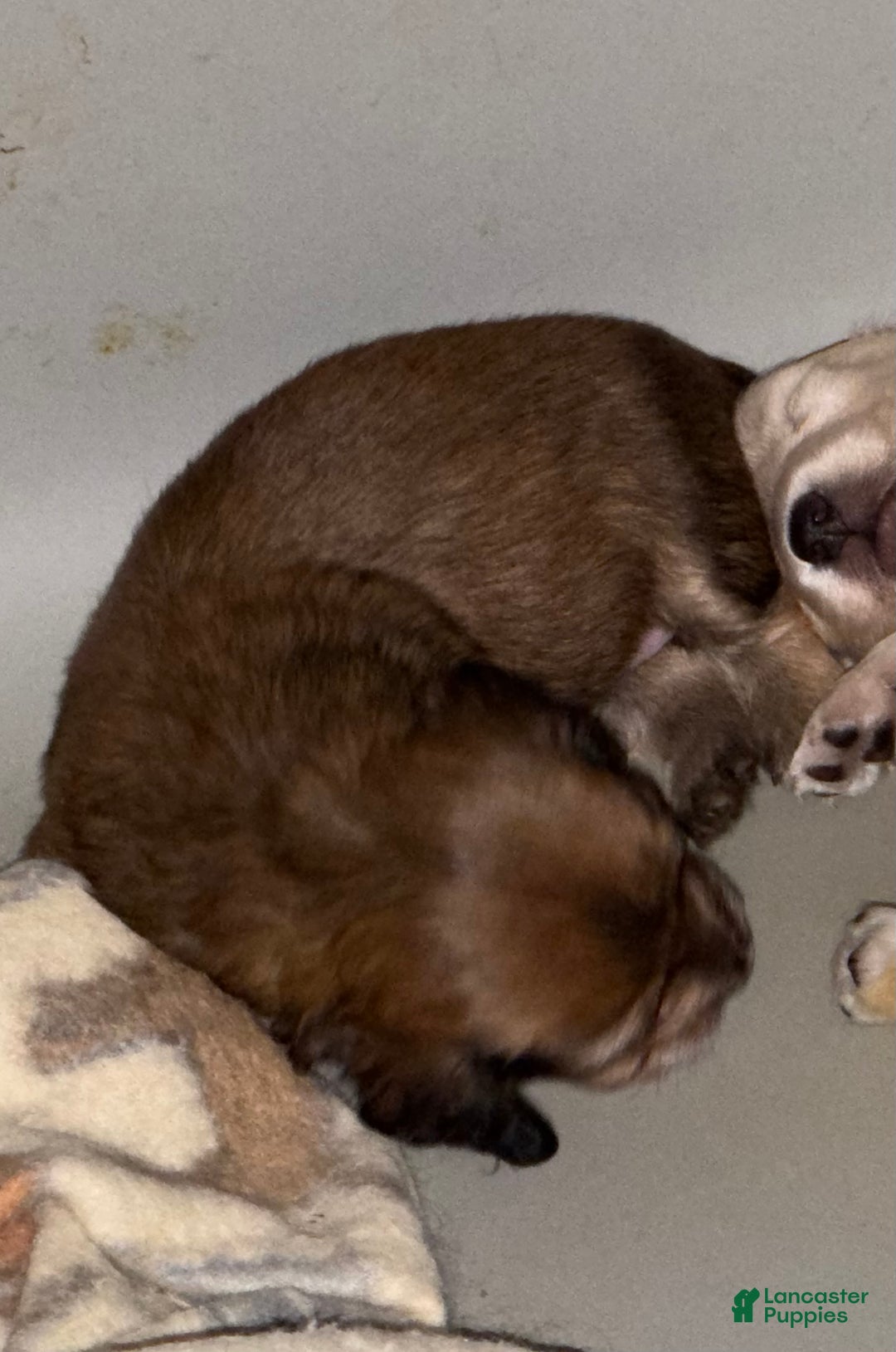 Miniature Dachshund dogs for sale: ee cream - Ad 32