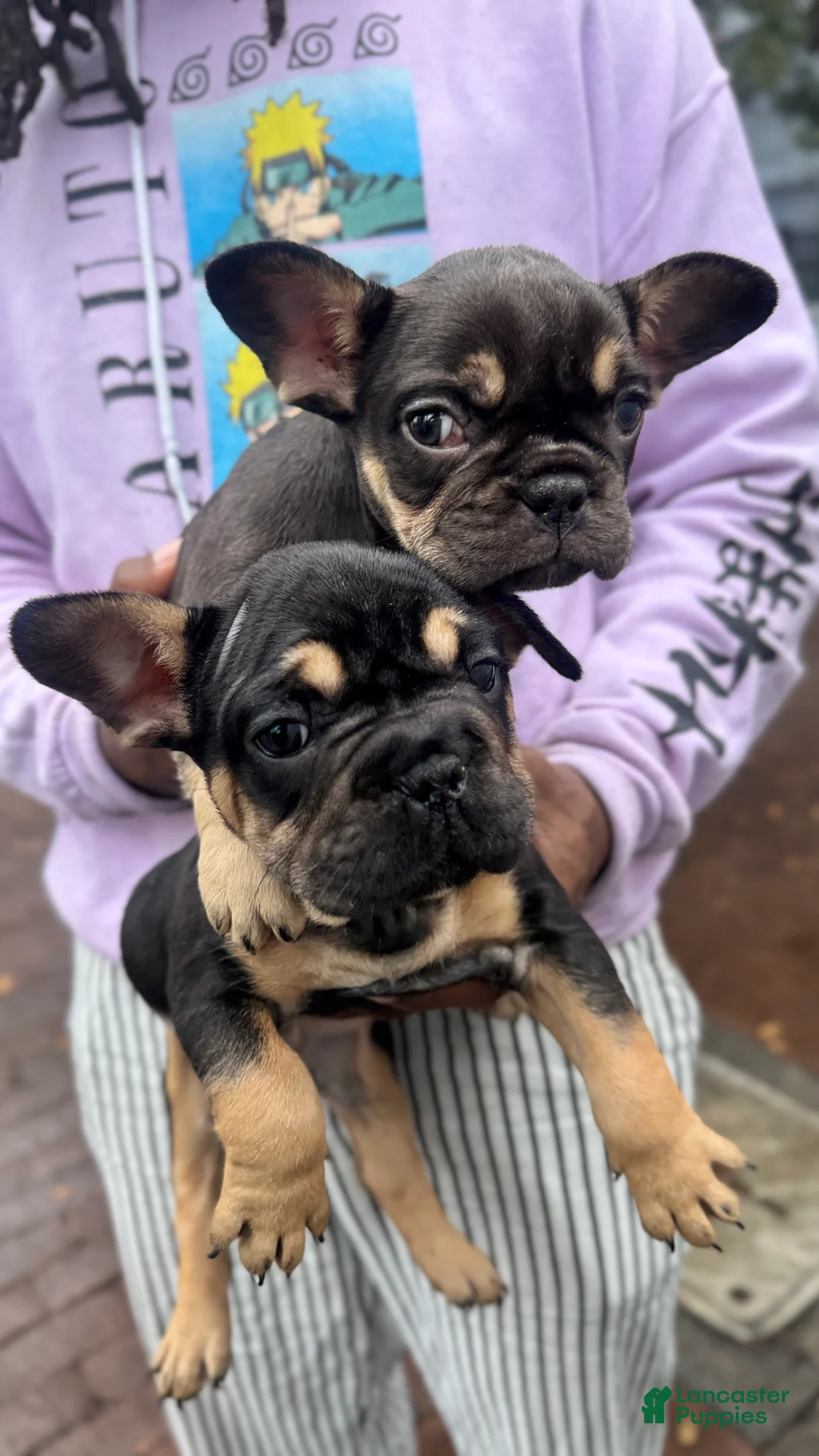 Gallery Image {{count}}