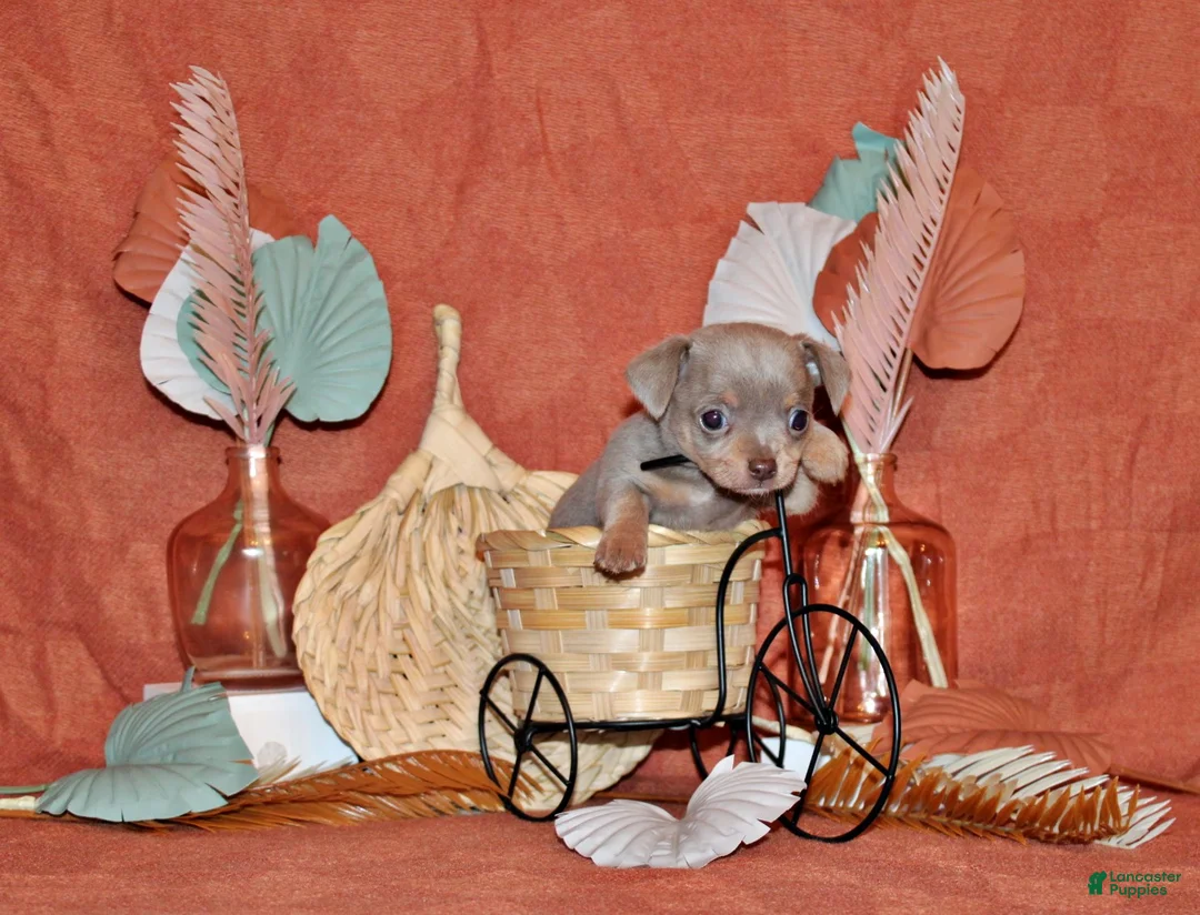 Chihuahua dogs for sale: Yoda - Ad 1