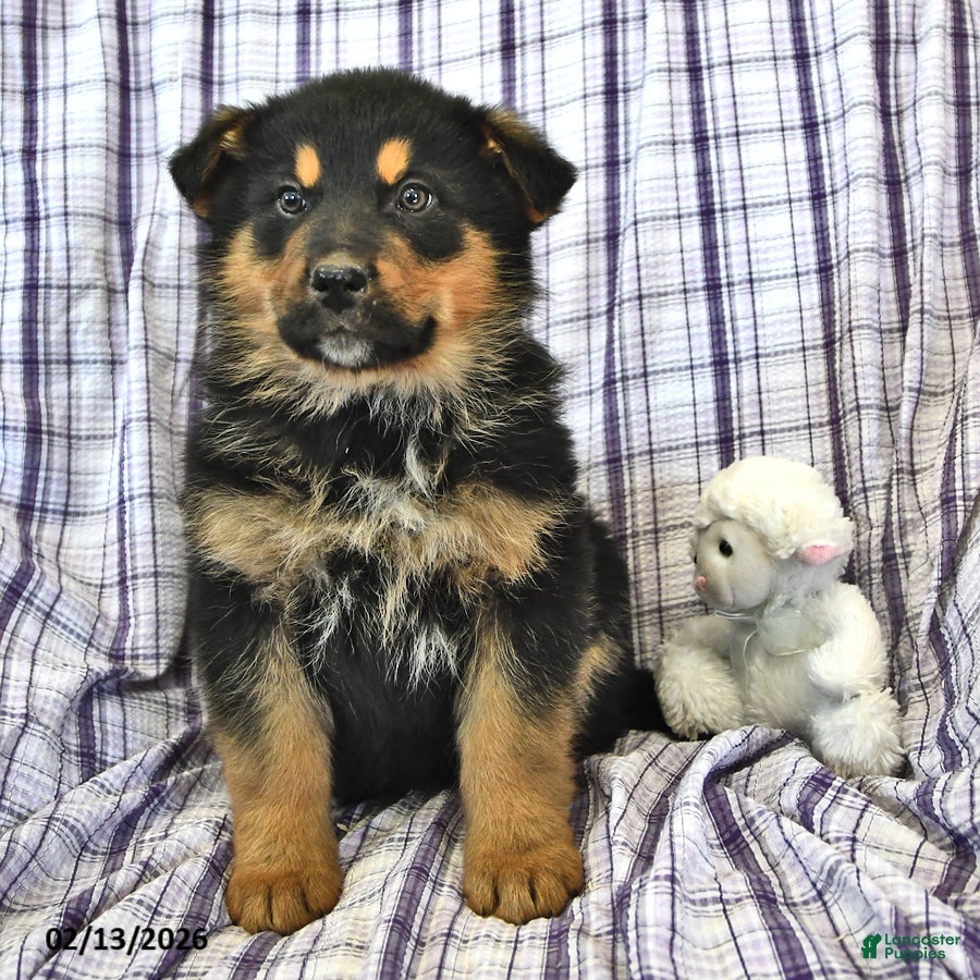 Mixed Breed dogs Cooper - Ad 2