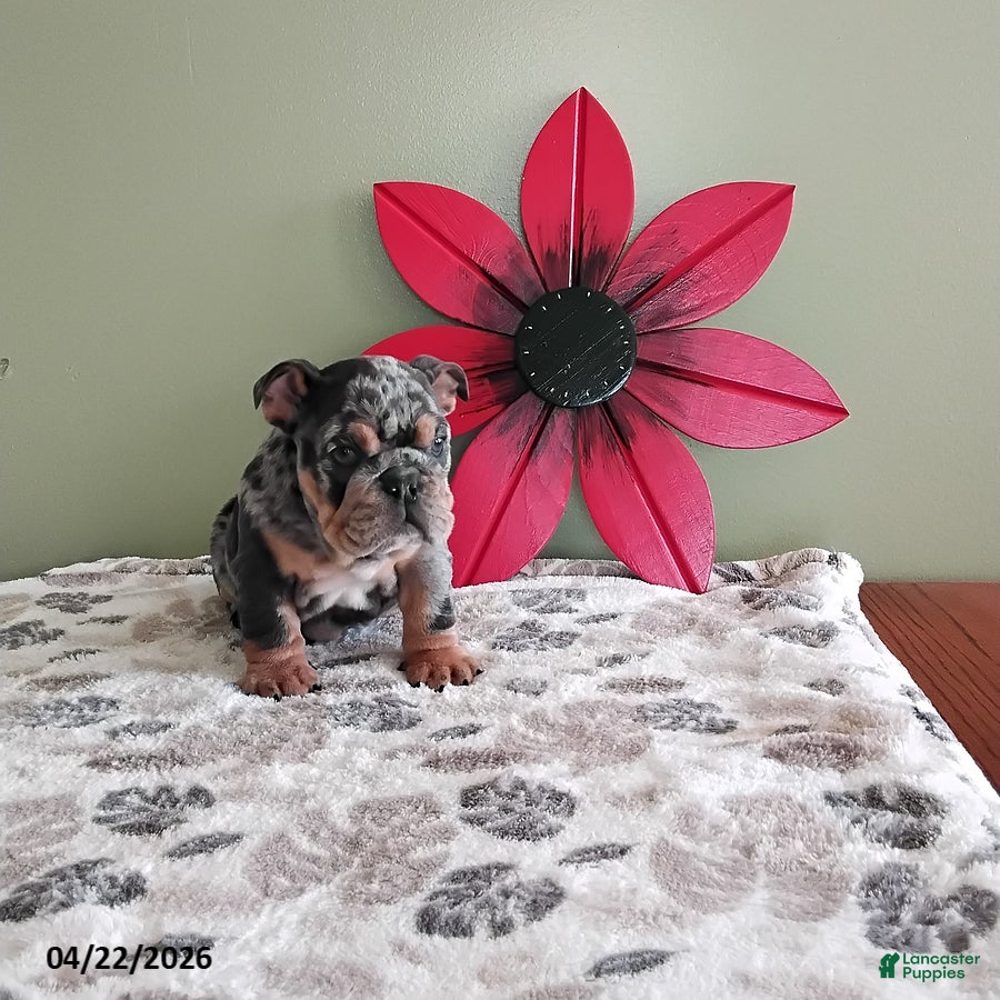 English Bulldog dogs Kimberly - Ad 2