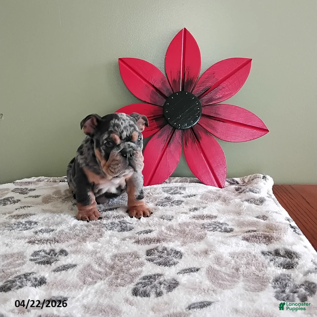 English Bulldog dogs for sale: Kimberly - Ad 2