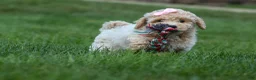 Bichpoo dogs for sale: 🐾 Olive 🐾 - Ad 19