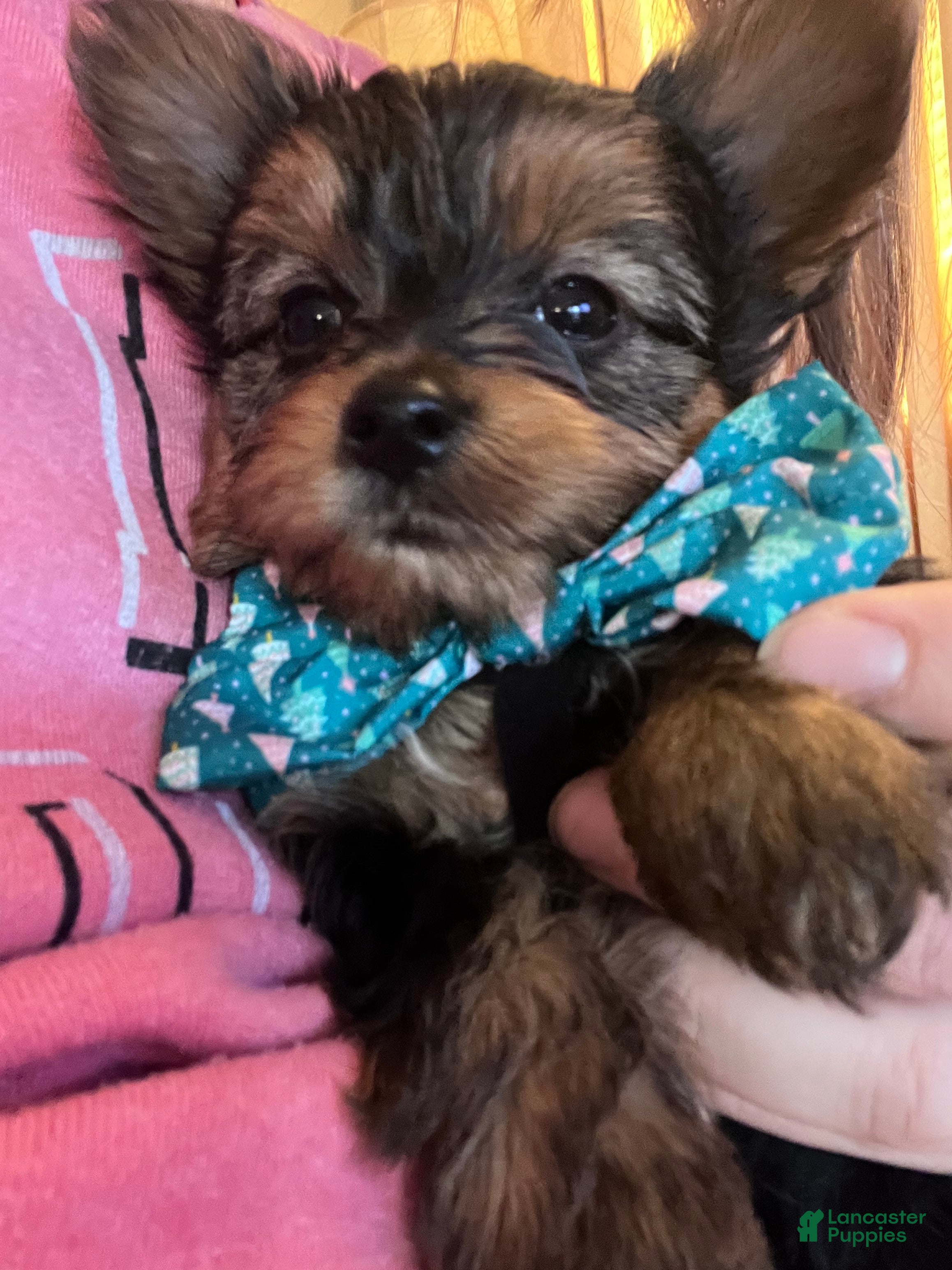 Yorkshire Terrier dogs Yorkshire Terrier Puppy 2 - Ad 2