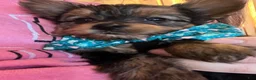 Yorkshire Terrier dogs for sale: Yorkshire Terrier Puppy 2 - Ad 4