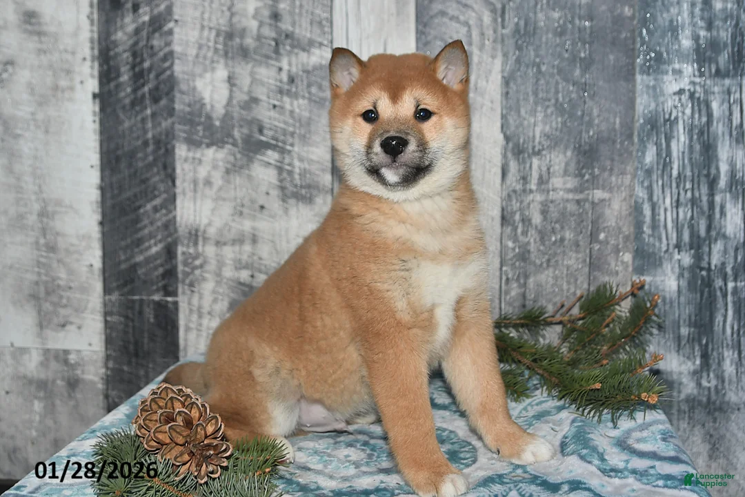 Shiba Inu dogs for sale: Parker - Ad 3