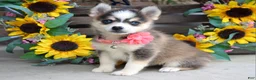 Pomsky dogs for sale: Paisley  - Ad 1