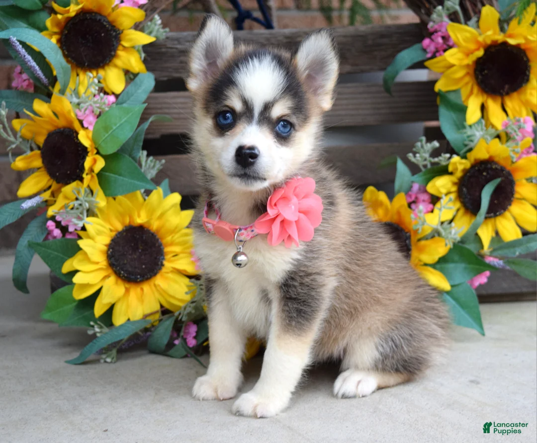 Pomsky dogs for sale: Paisley  - Ad 1