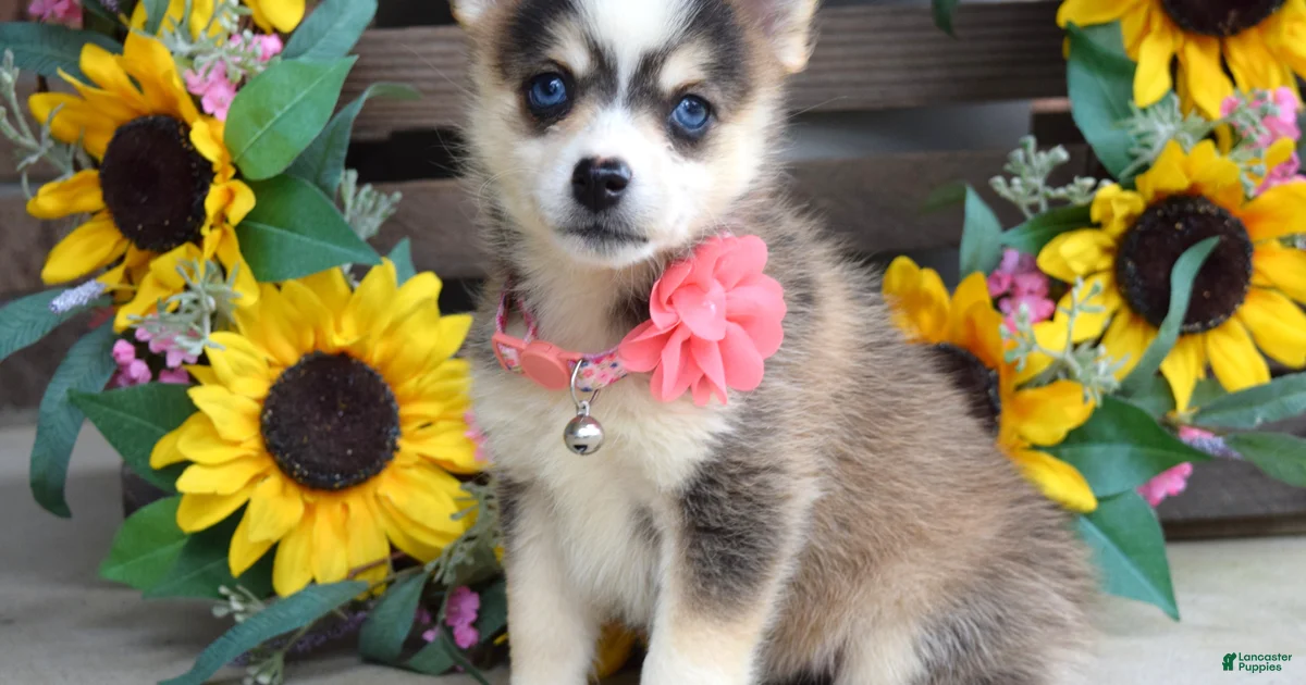 Backround Pomsky Pomsky Puppies for sale in Ohio | Lancaster Puppies