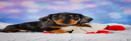 Miniature Dachshund dogs for sale: Rolex - Ad 11