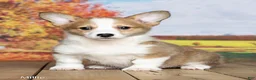 Welsh Corgi Pembroke dogs for sale: Millie - Ad 3
