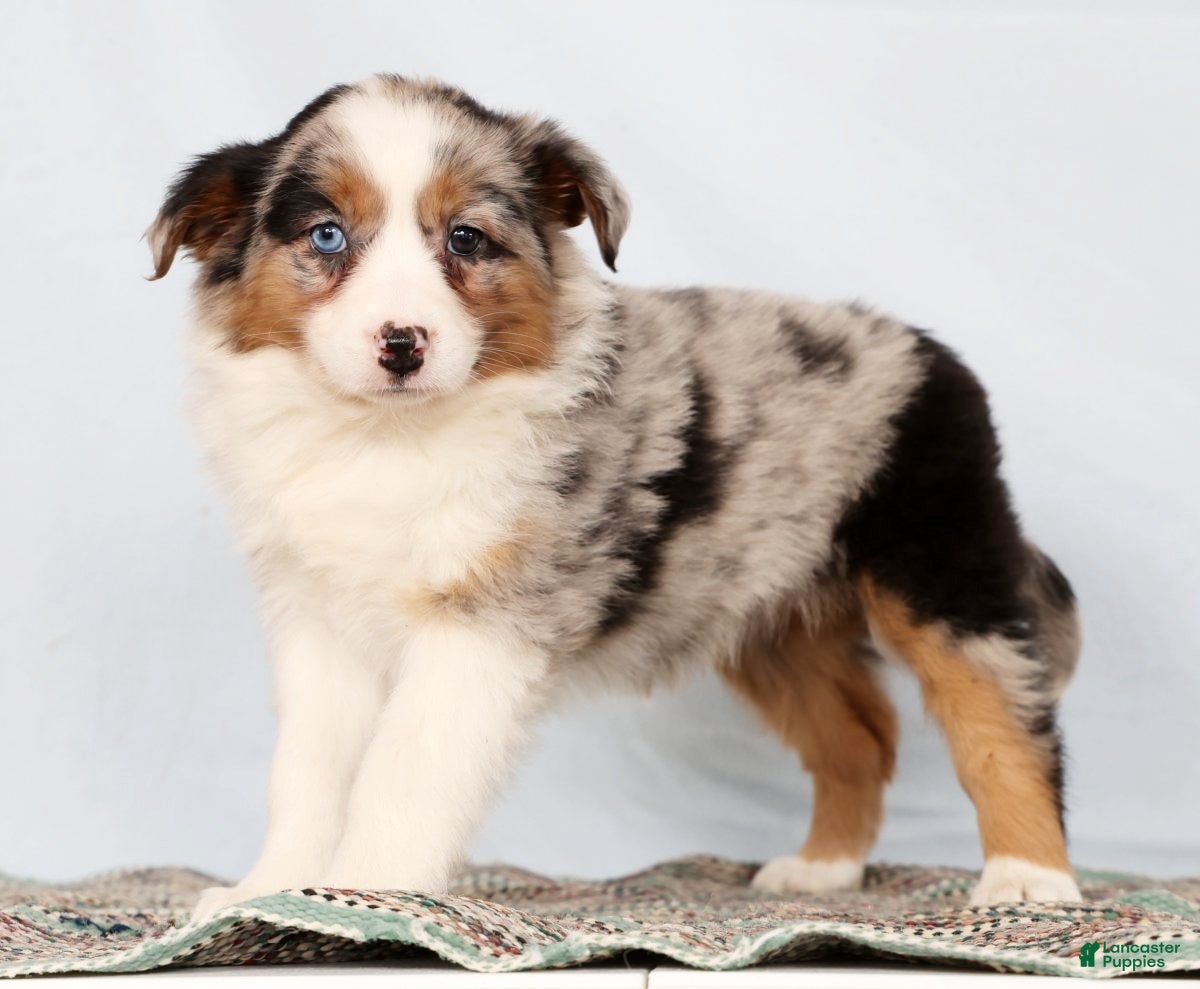 Australian Shepherd dogs Jessica - Ad 2