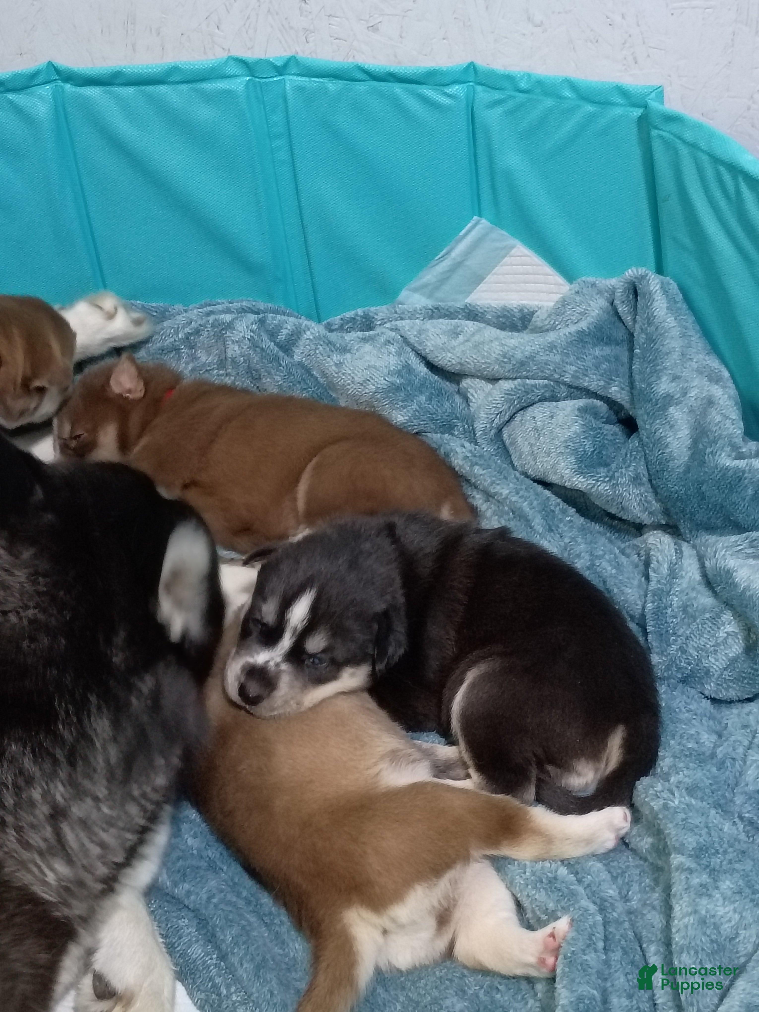 Siberian Husky dogs Yellow Collar 1st Born - Temp Name is Sunny - Ad 23