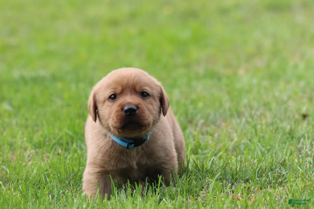 Labrador Retriever dogs for sale: Labrador Retriever 4 - Ad 5