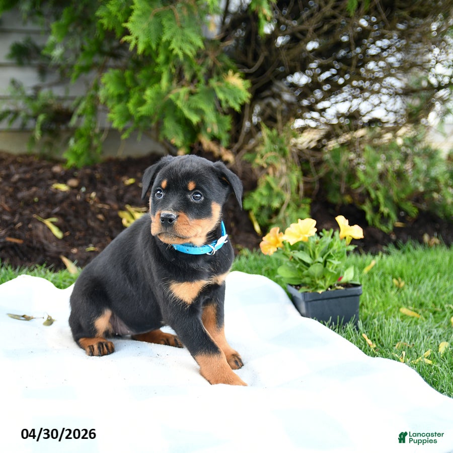 Rottweiler dogs Violet - Ad 2
