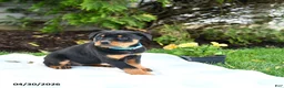 Rottweiler dogs for sale: Violet - Ad 2