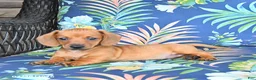 Miniature Dachshund dogs for sale: Jasper - Ad 4
