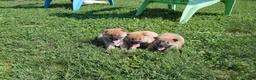 Shiba Inu dogs for sale: Beef - Ad 9