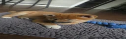 Shiba Inu dogs for sale: Shiba Inu Puppy 1 - Ad 16