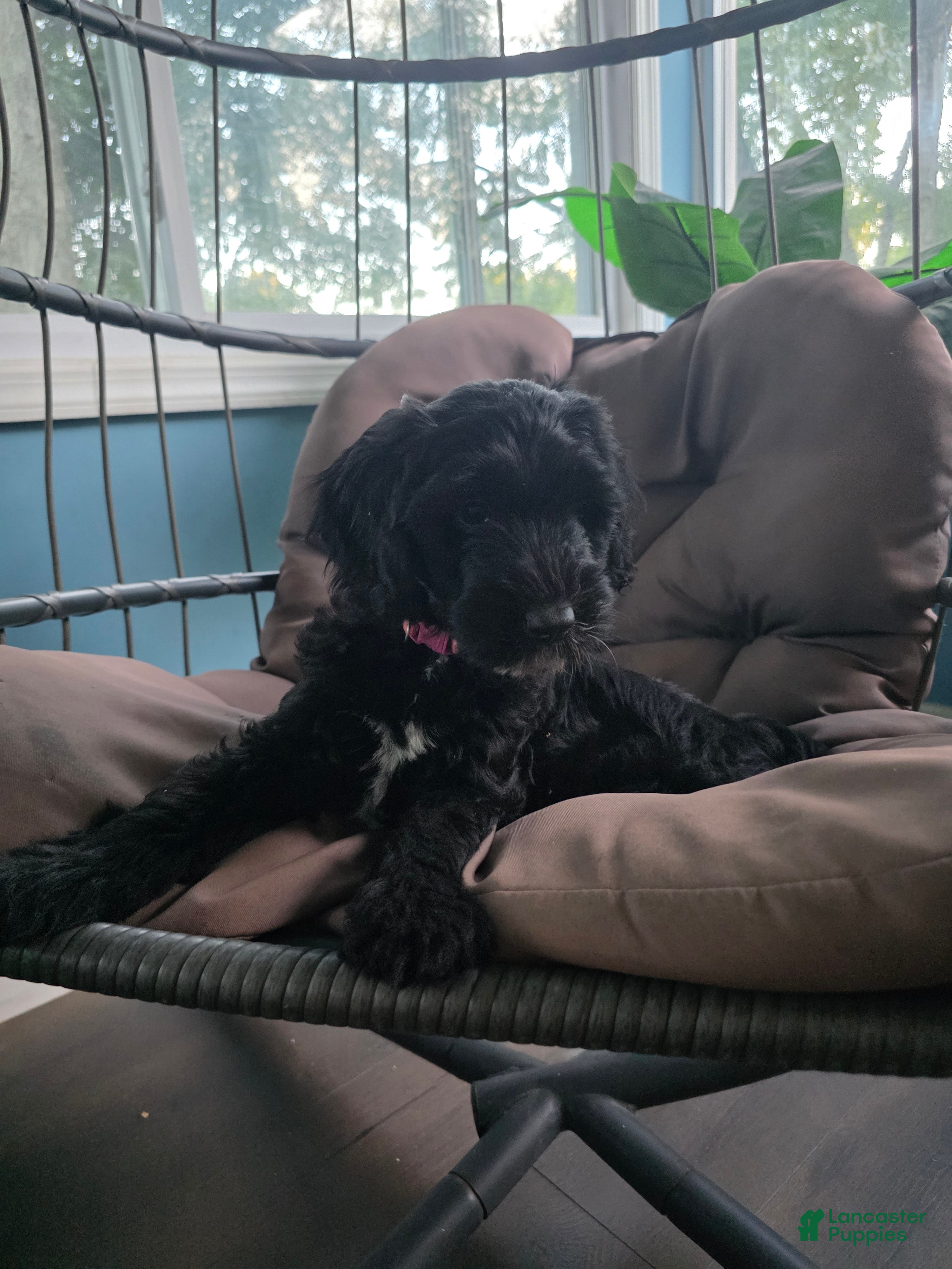 Goldendoodle dogs Summer - Ad 10