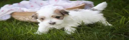 Havanese dogs for sale: Emma Havanese Puppy  - Ad 3