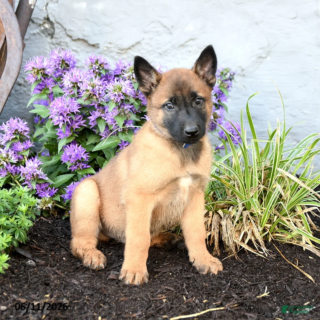 Belgian Malinois dogs for sale: Chief - Ad 5