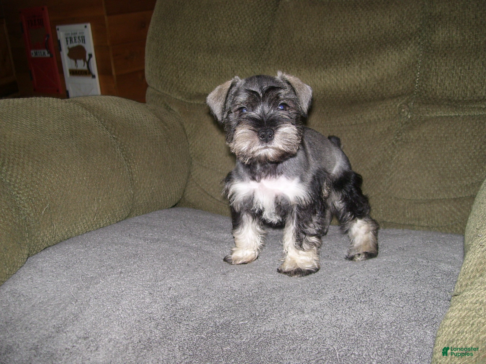 Miniature Schnauzer dogs for sale: LUCY - Ad 4