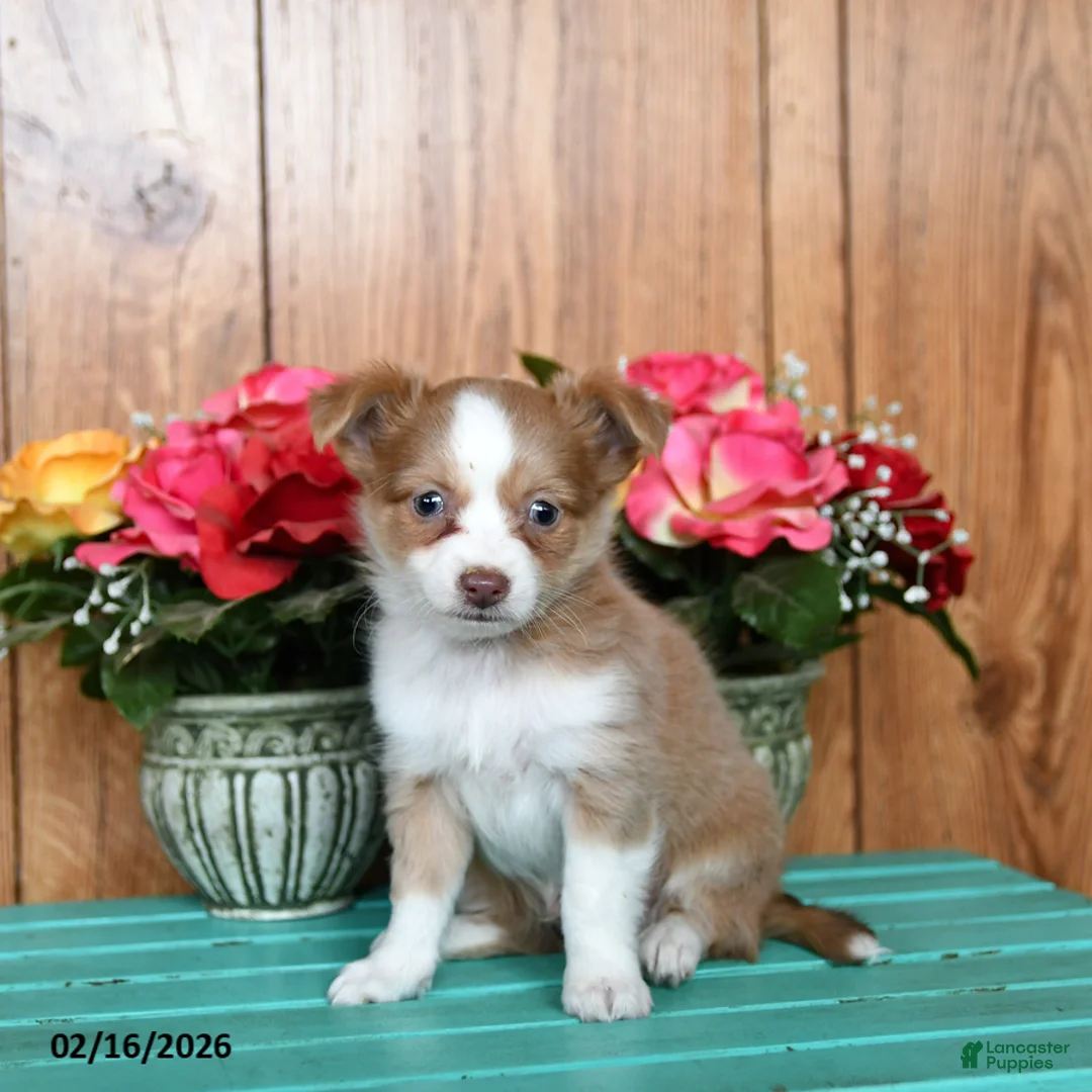 Chihuahua dogs for sale: Lake  - Ad 3