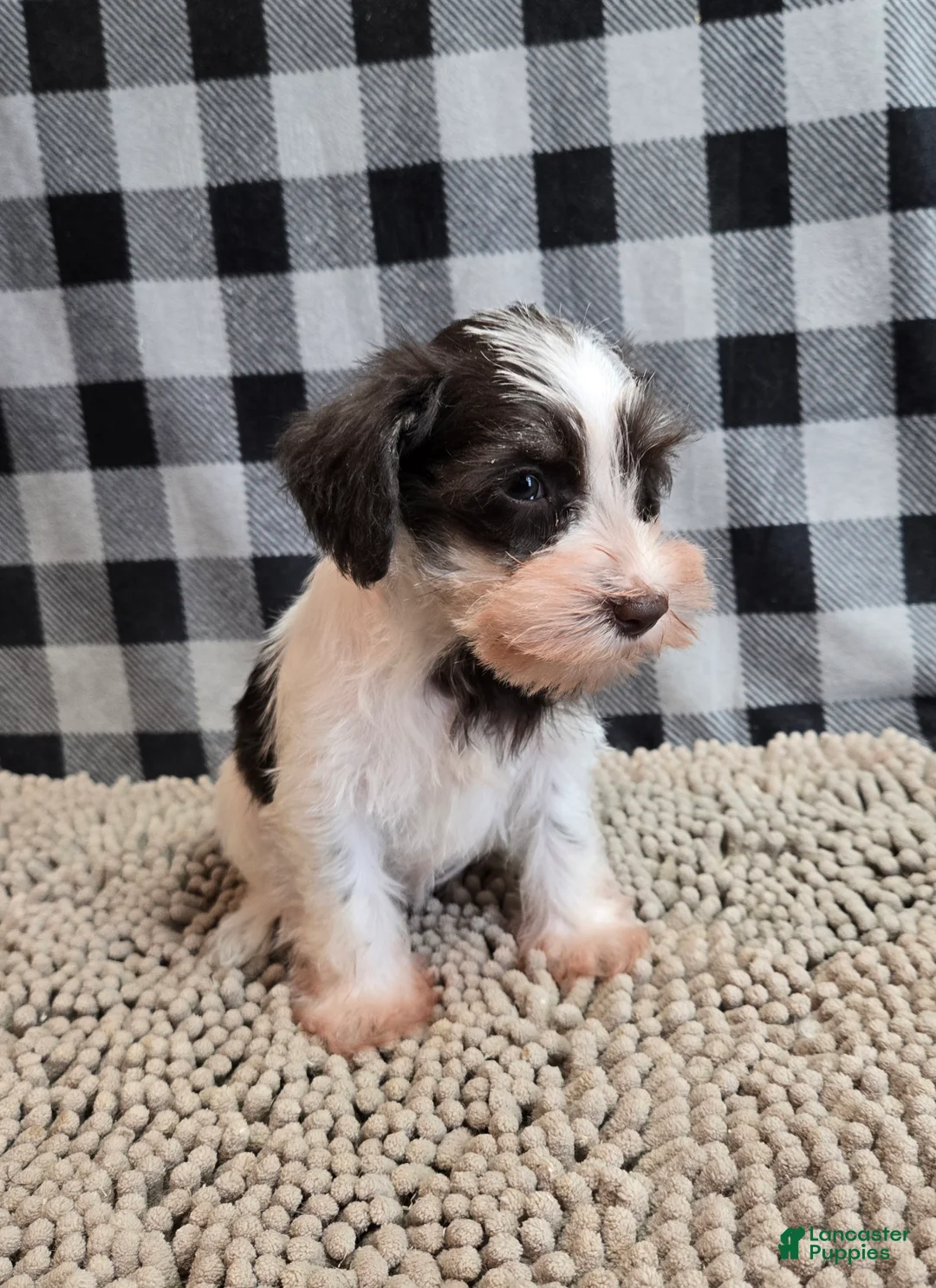 Miniature Schnauzer dogs for sale: Sophie - Ad 3