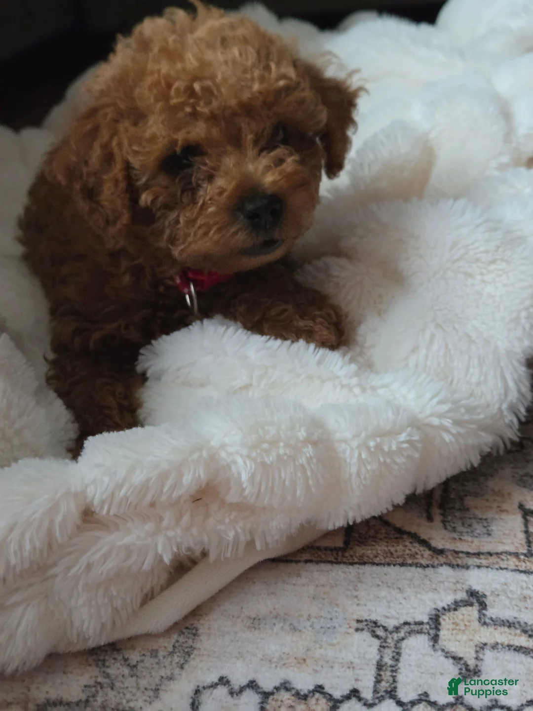 Mini Goldendoodle dogs for sale: Chase - Ad 1