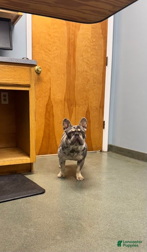 Gallery Image {{count}}