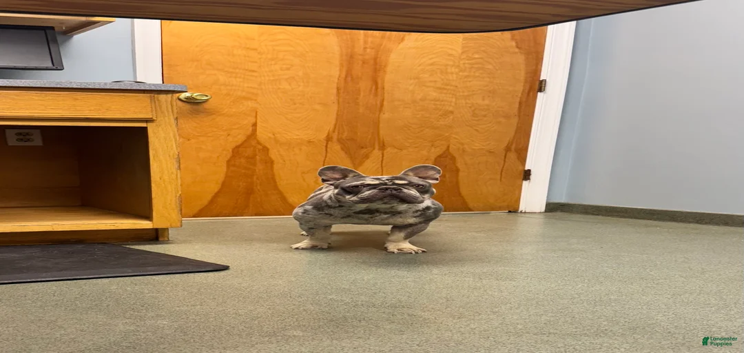 Gallery Image {{count}}