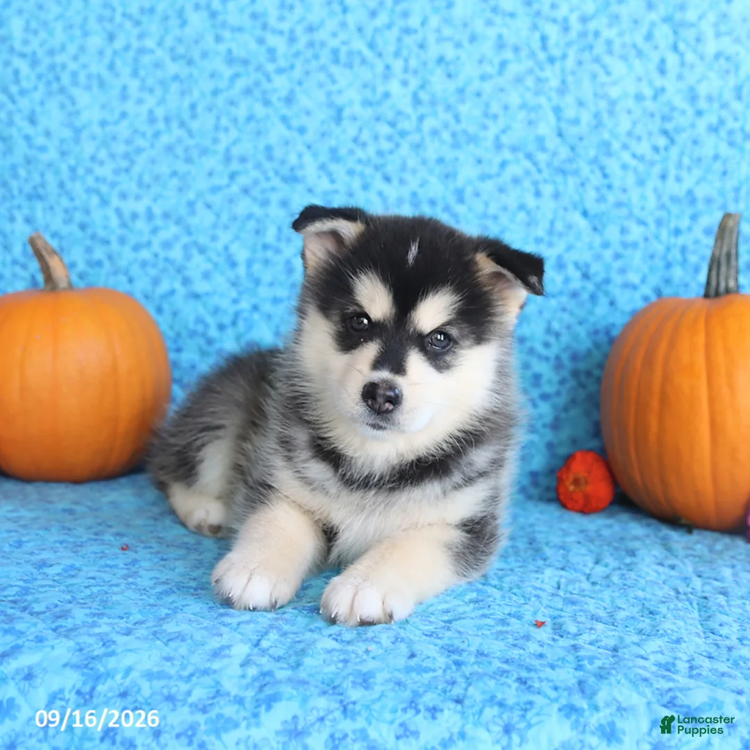 Pomsky dogs for sale: Theo - Ad 2
