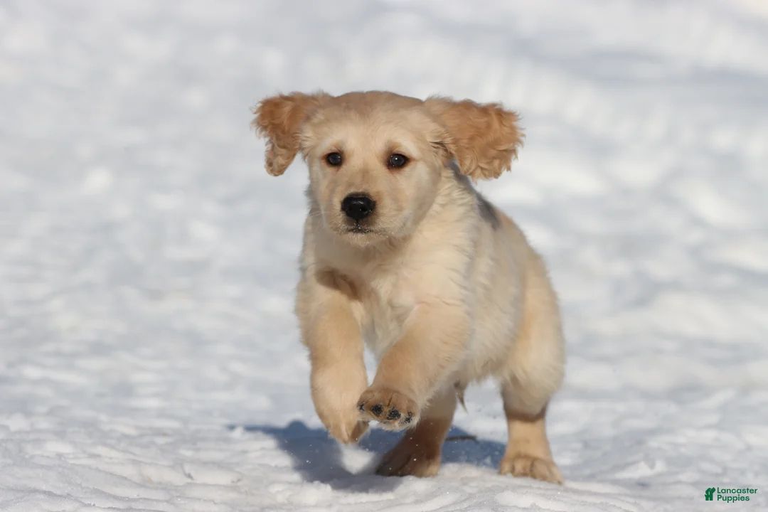 Golden Retriever dogs for sale: Mr Handsome - Ad 4