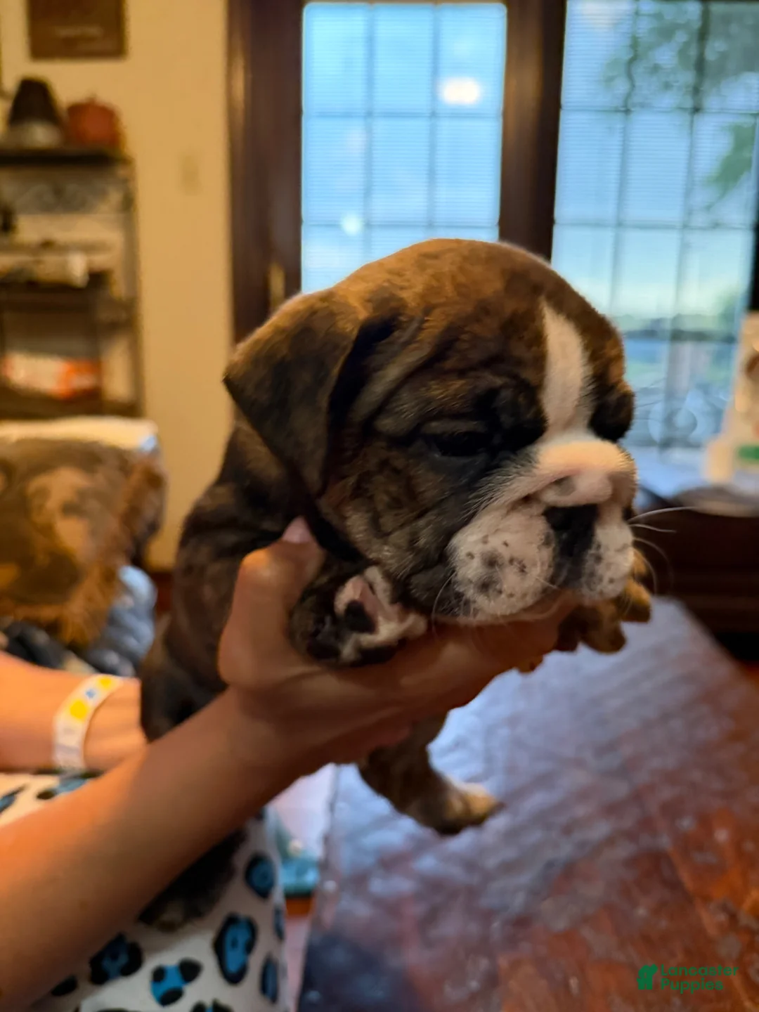 English Bulldog dogs for sale: Puppy 2 - Ad 2