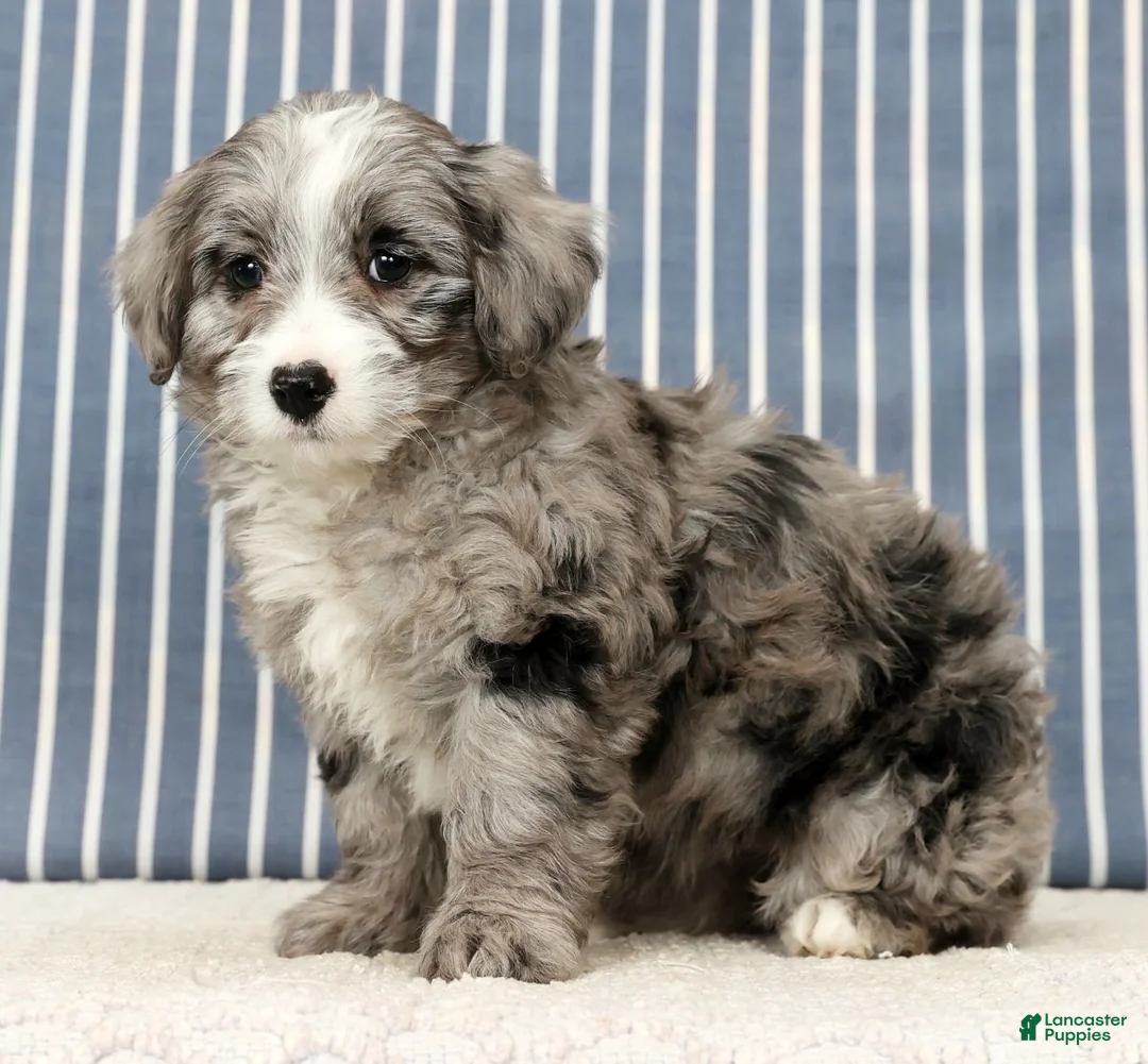 Mini Bernedoodle dogs for sale: Totsi - Ad 1