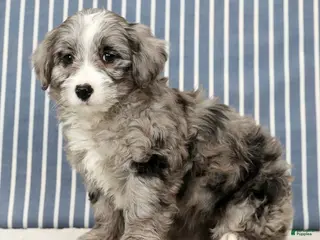 Mini Bernedoodle dogs Totsi - Ad 8