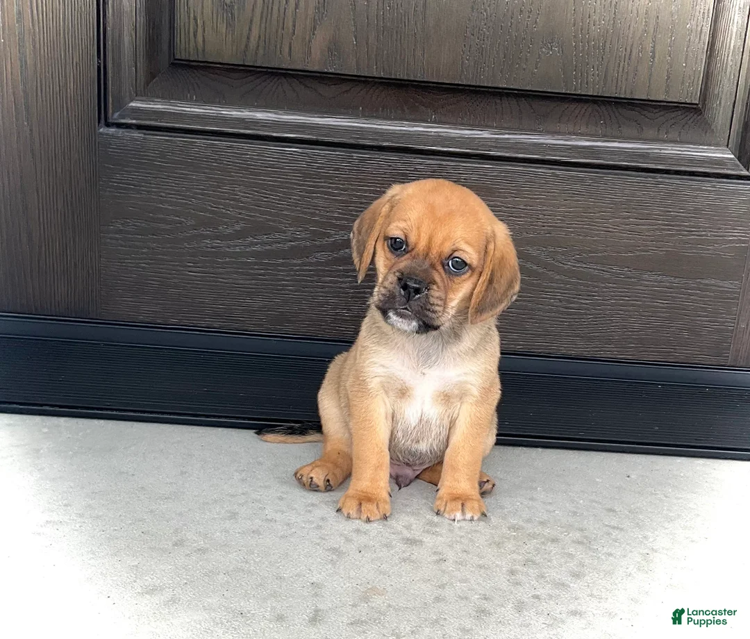 Puggle dogs for sale: Henry - Ad 2
