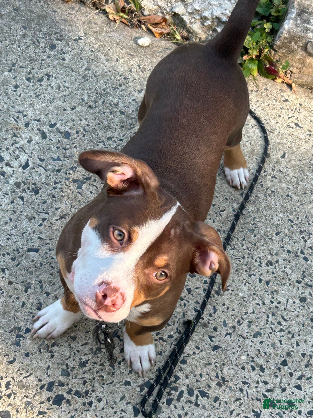 American Pit Bull Terrier dogs for sale: American Pit Bull Terrier Puppy 1 - Ad 9