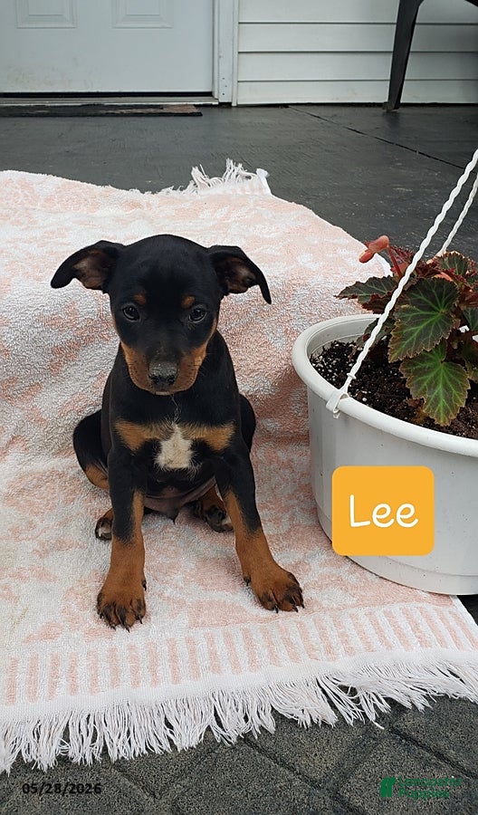 Mixed Breed dogs Lee - Ad 11