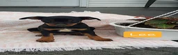 Mixed Breed dogs for sale: Lee - Ad 1