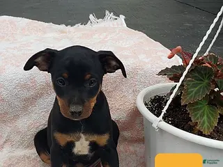 Mixed Breed dogs Lee - Ad 11