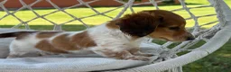 Miniature Dachshund dogs for sale: Bobby - Ad 6