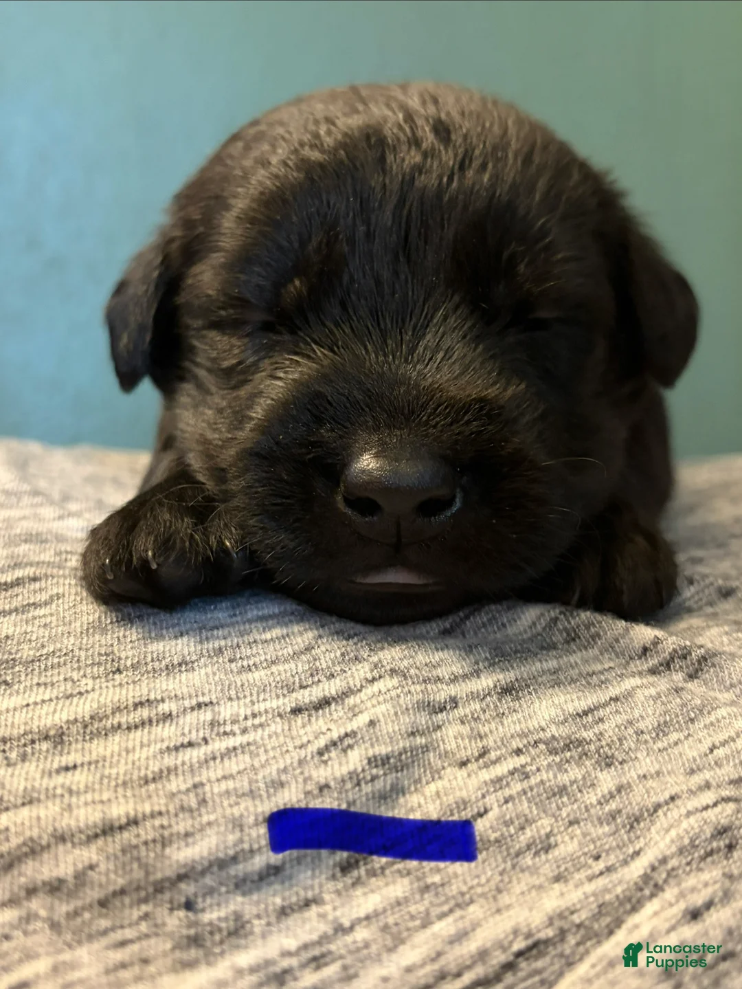 Mixed Breed dogs for sale: Belgian x Giant Schnauzer mix 2 blue collar  - Ad 1