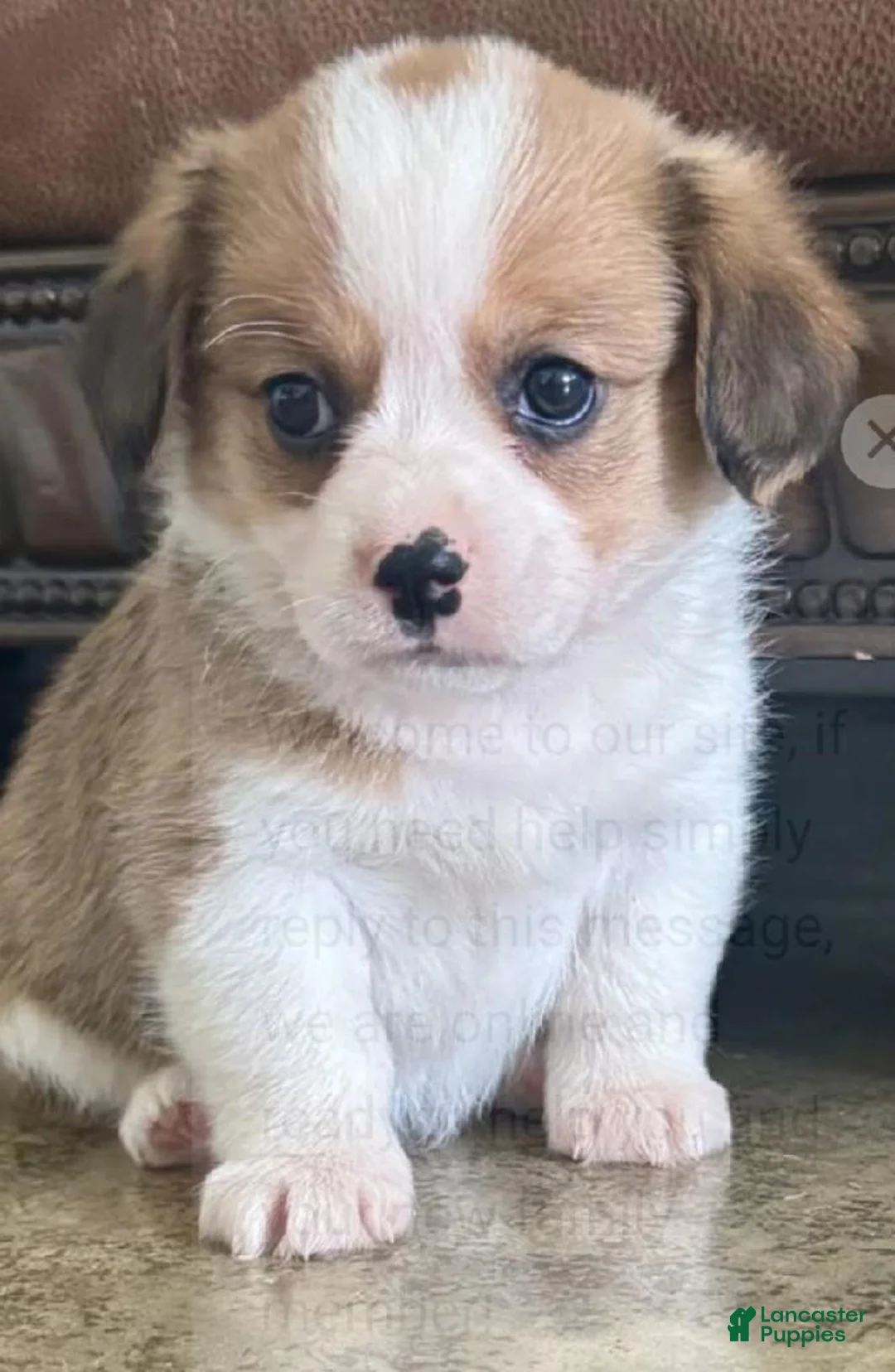 Mixed Breed dogs for sale: Millie  - Ad 1