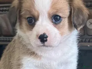 Mixed Breed dogs Millie - Ad 5