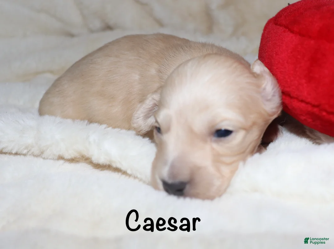 Dachshund dogs for sale: Caesar  - Ad 1